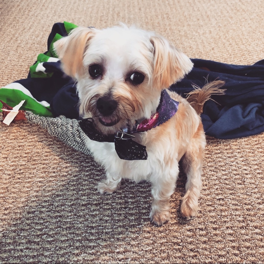 Meet your Posher, Katie